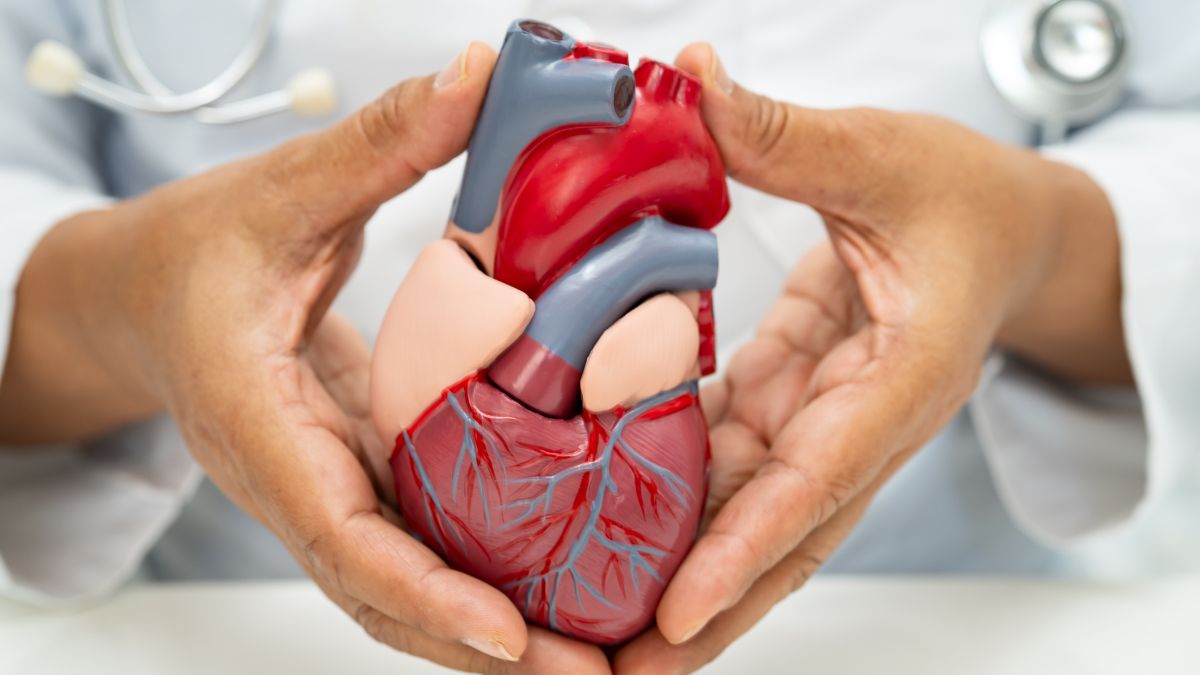 un medecin tient la reproduction dun organe coeur dans ses mains