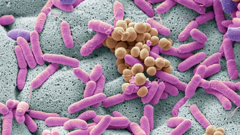 microbiote intestinal