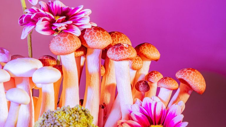 plein de champignons magiques colores