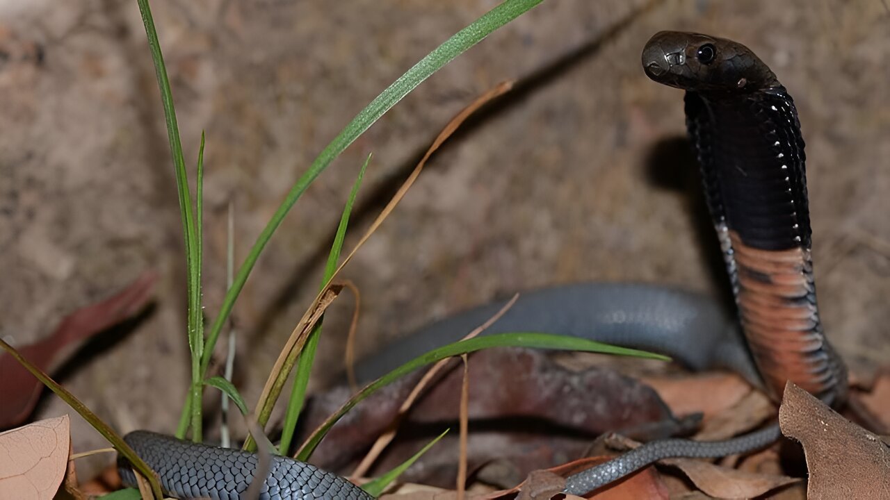 Découverte du premier traitement efficace contre les morsures de serpent cobra crachant