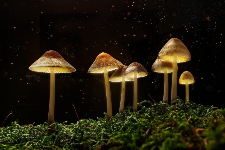 Les champignons magiques pourraient un jour traiter l'anorexie, mais pas encore