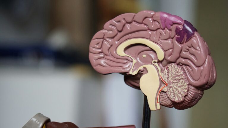 La prise de certains médicaments pourrait-elle réduire le risque de rupture d'anévrisme cérébral ?