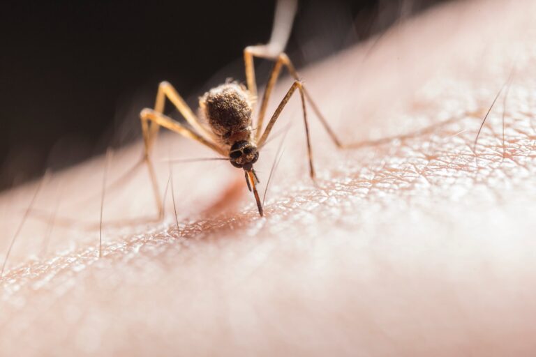 Des moustiques porteurs du virus du Nil occidental découverts dans le comté de Los Angeles