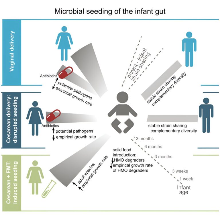 Une étude montre le rôle des pères dans l'ensemencement du microbiote des nouveau-nés et confirme les avantages du transfert du microbiote fécal maternel