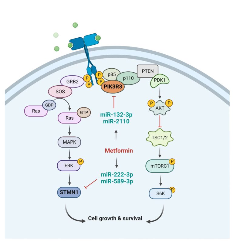Une étude révèle le rôle de la metformine dans le ralentissement de la croissance des cellules du cancer colorectal
