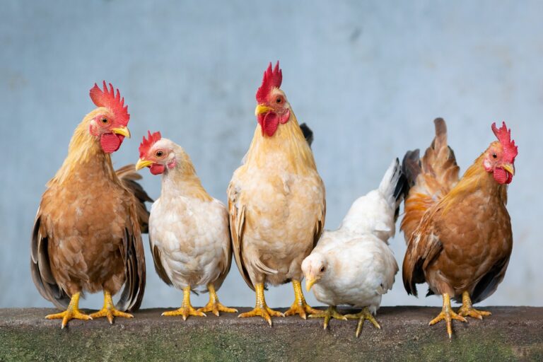 Un chercheur discute de ce dont nous devons nous inquiéter en matière de grippe aviaire et de ce dont nous ne devons pas nous inquiéter