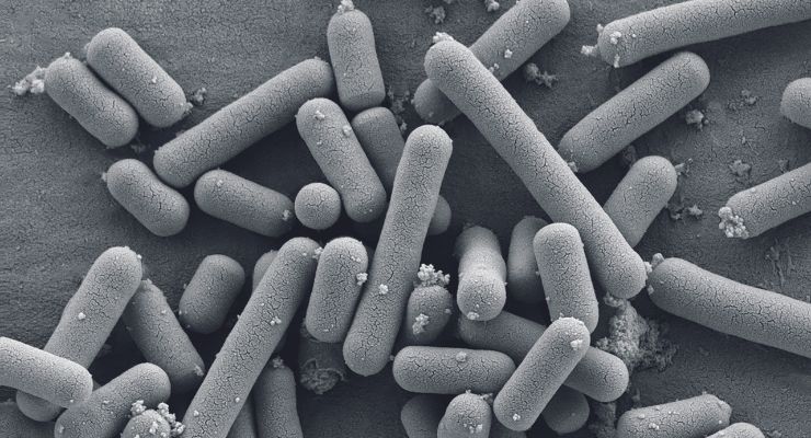 Un mélange de probiotiques pourrait ralentir la baisse des œstrogènes pendant la ménopause : étude clinique