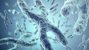des chromosomes avec adn