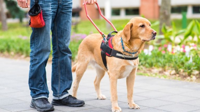 chien guide